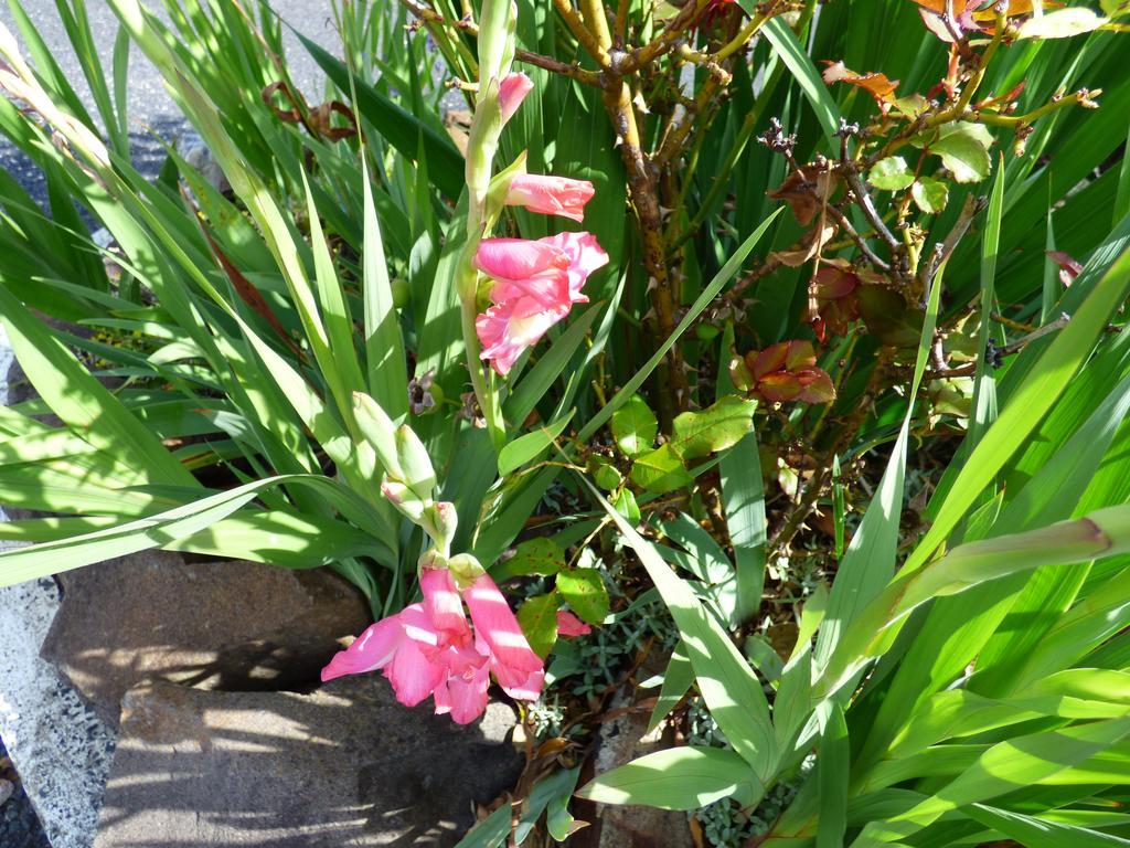 Anna Bella Motel Glen Innes Ruang foto